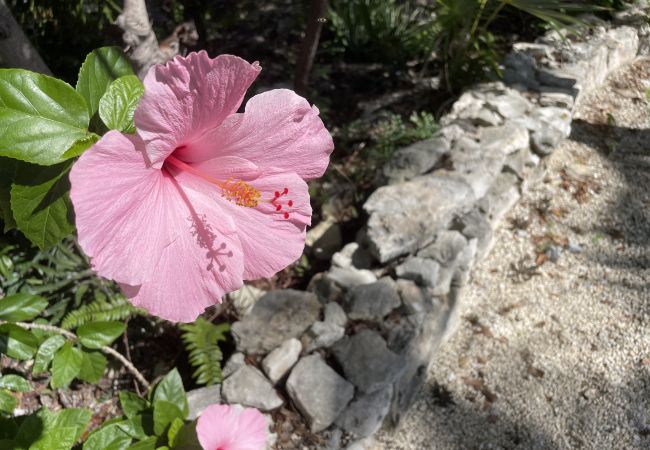 Villa in Turtle Tail - Shutters Villa Villa in Turtle Tail - Shutters Villa