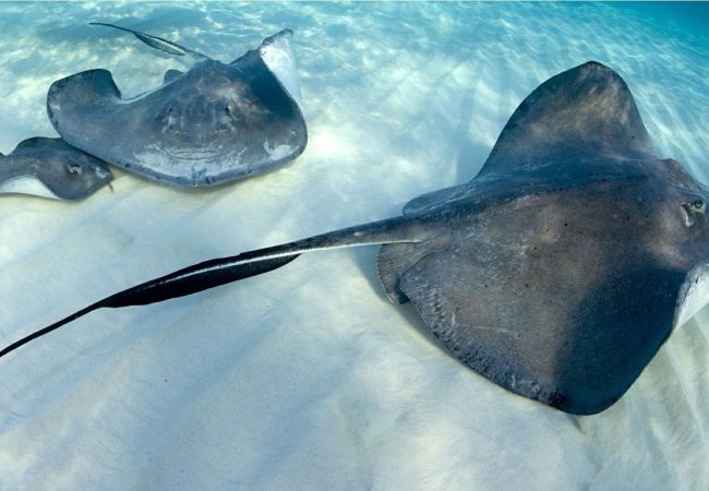 Townhouse in The Bight - Bijou Townhouse in The Bight - Bijou