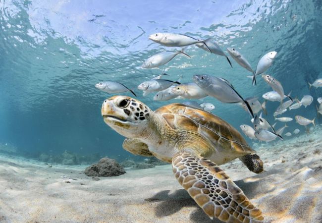 Townhouse in The Bight - Bijou Townhouse in The Bight - Bijou